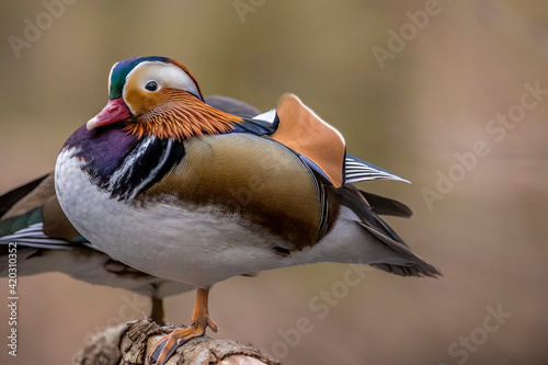 Portrait close-up of a beautiful mandarin duck, standing on a tree in a little pond called Jacobiweiher not far away from Frankfurt, Germany at a cold day in winter.