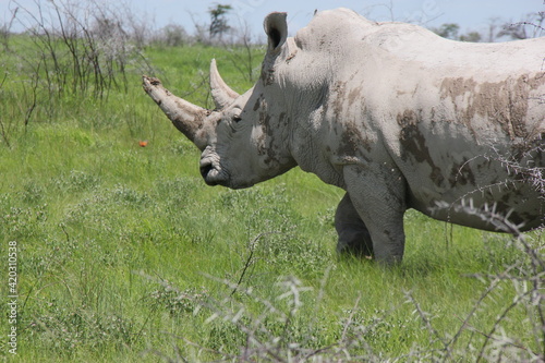 white rhino in the grass