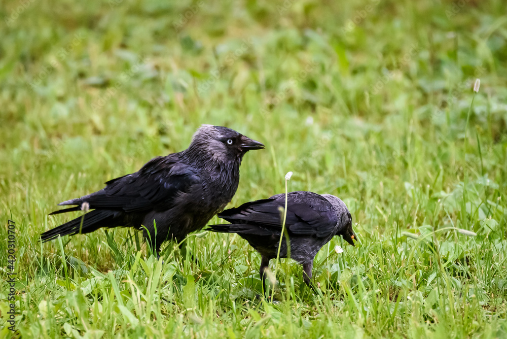 Selective focus photo. Western jackdaw bird. Coloeus monedula. Selective focus photo. Western jackdaw bird. Coloeus monedula.