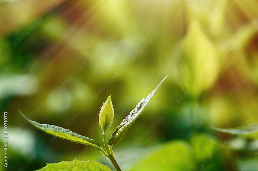 spring background, green plant fresh leaves in nature, sun rays make their way through the branches spring background, green plant fresh leaves in nature, sun rays make their way through the branches