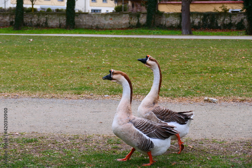 Obraz premium 2 Höckergänse