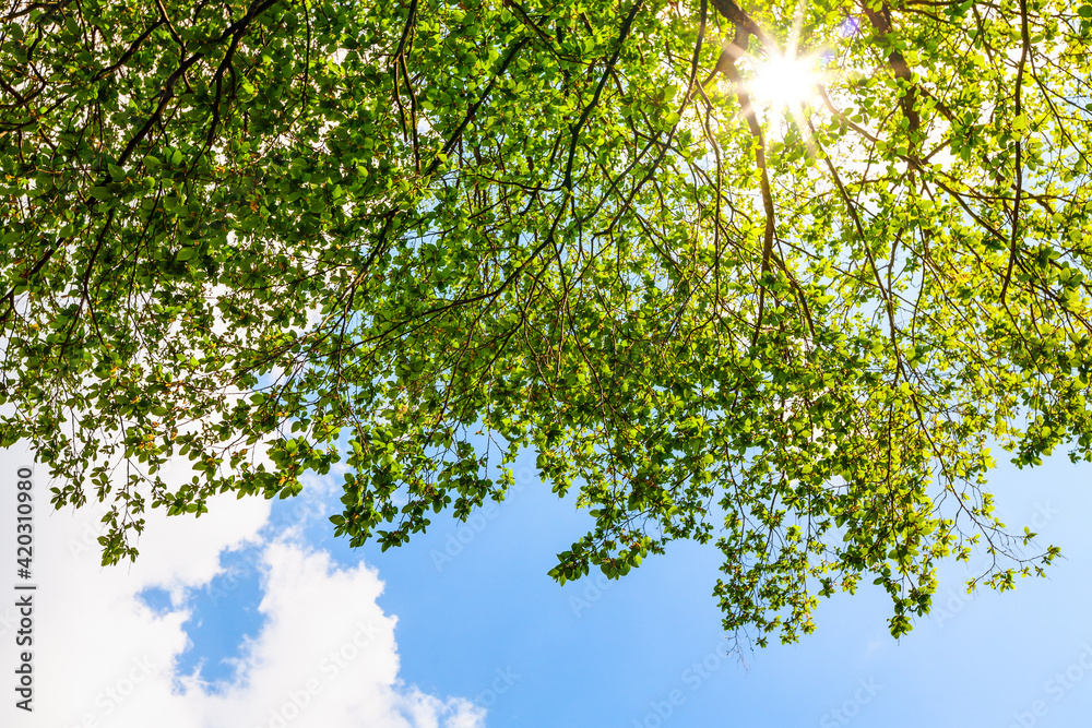 Obraz premium Spring background with green linden tree and sun rays.