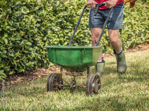 Man fertilizing and seeding residential lawn with manual grass seed spreader.