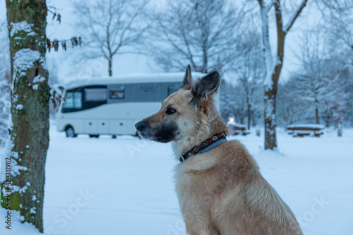 Hund vor dem Wohnmobil - Camping 