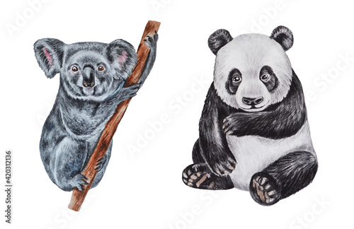 Canvas Print Koala and panda on a white background
