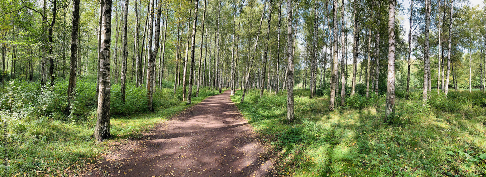 Fototapeta premium Panorama of first days of autumn in a park, long shadows, blue sky, Buds of trees, Trunks of birches, sunny day, path in the woods, yellow leafs