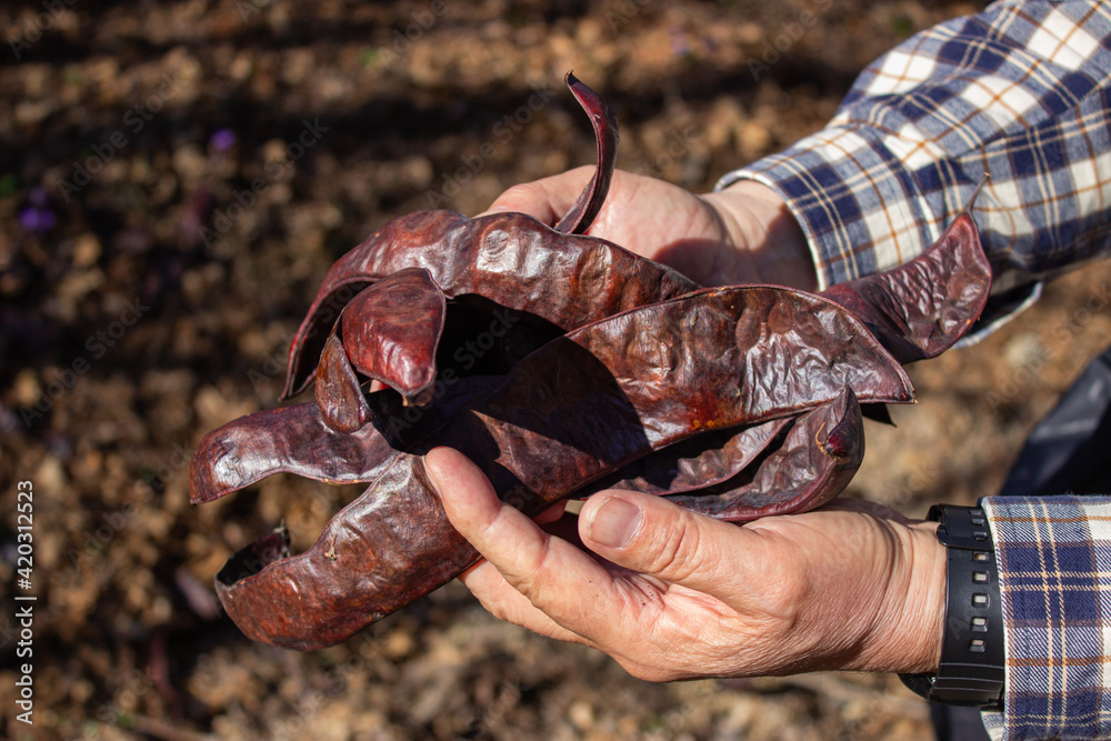 Fototapeta premium Hands of an elderly man holding carob fruits (Ceratonia siliqua). Brown background out of focus.