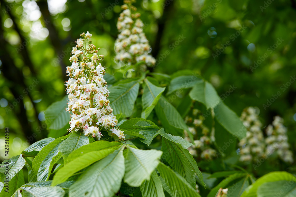 spring park with different plants and trees spring park with different plants and trees