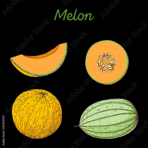 Melon hand drawn vector illustration. Melon slice. Vector illustration.