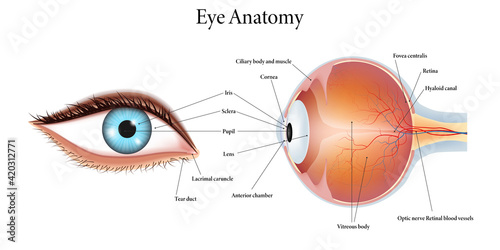 The human eye anatomy isolated on white background. Vector illustration.