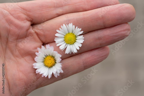 Close up of an elderly woman's hand outstretched and holding two fresh daisies photo