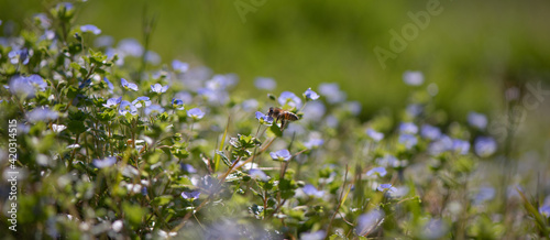Quadro em tela A bee flying in a field abounding with Veronica persica