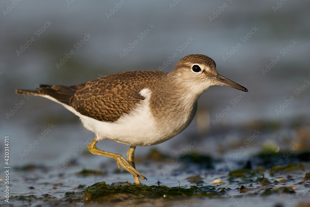 Common sandpiper (Actitis hypoleucos) Common sandpiper (Actitis hypoleucos)