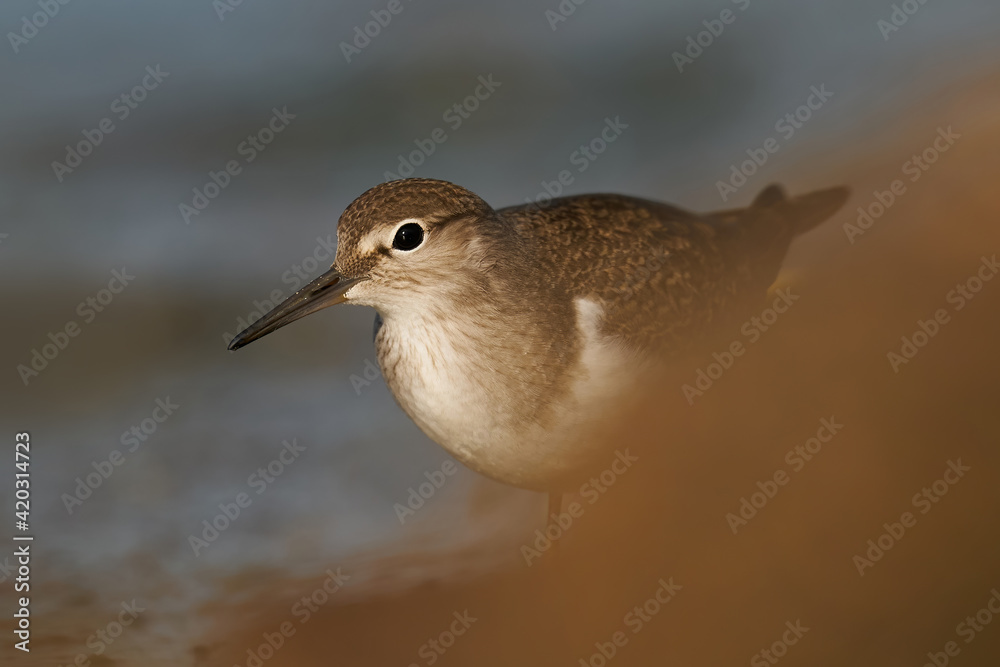 Obraz premium Common sandpiper (Actitis hypoleucos)