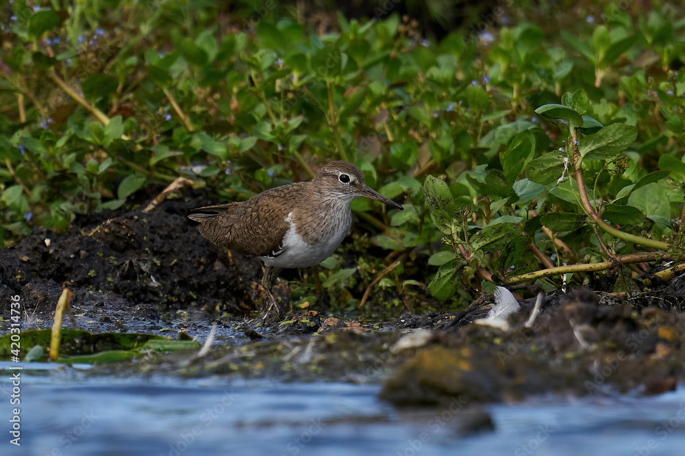 Common sandpiper (Actitis hypoleucos) Common sandpiper (Actitis hypoleucos)