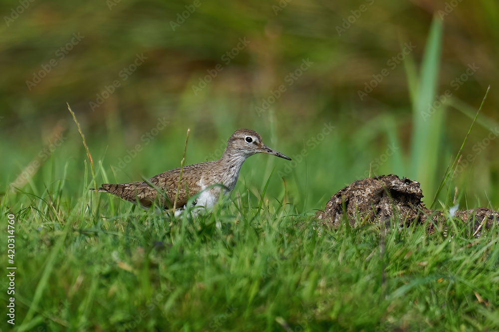 Fototapeta premium Common sandpiper (Actitis hypoleucos)