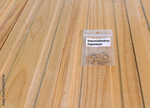 The seeds of the tallest tree in the world - sequoiadendron giganteum. wooden background with copy space photo