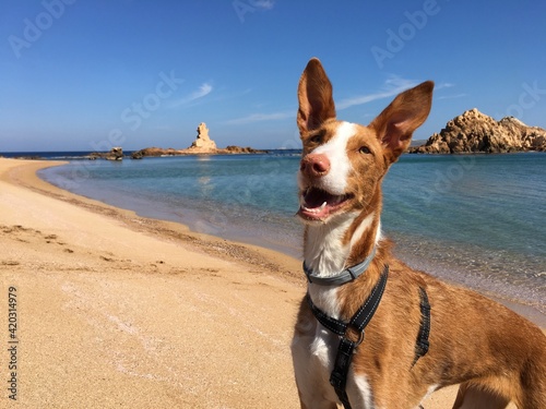 Podenco Ibicenco sonriendo en la playa feliz en la arena con una roca de fondo y el cielo azul  photo