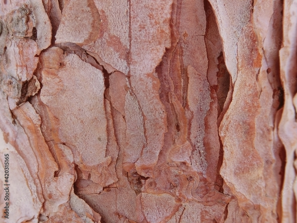 Fototapeta premium Pine bark texture close up
