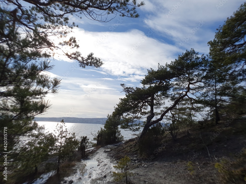 tree against the blue sky - Malmøya