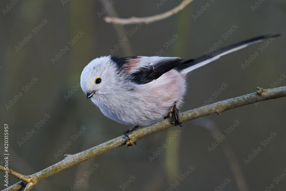 Obraz premium Long-tailed tit (Aegithalos caudatus)