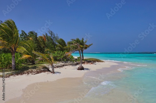Maldivian Paradise with Sandy Beach and Coconut Tree. Beautiful Beach in Maldives with Turquoise Water, Blue Sky and Windy Palm Tree.