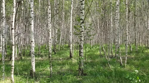 Colorful birch forest with bright sunlight during the daytime summer outdoors. Against the background of green grass and bushes. Play of light and shadow. A place of power with energy and relaxation. 