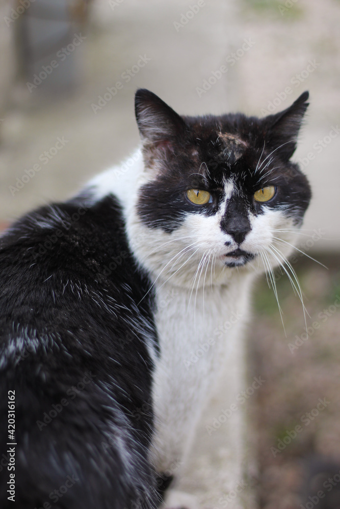 black and white march cat
