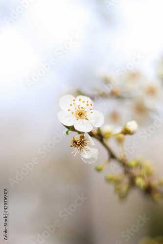 Spring white flowers on the tree