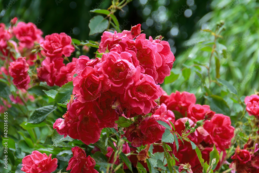 Beautiful bright red rose flowers with a drops of dew water on a green juicy background. Beautiful bright red rose flowers with a drops of dew water on a green juicy background.