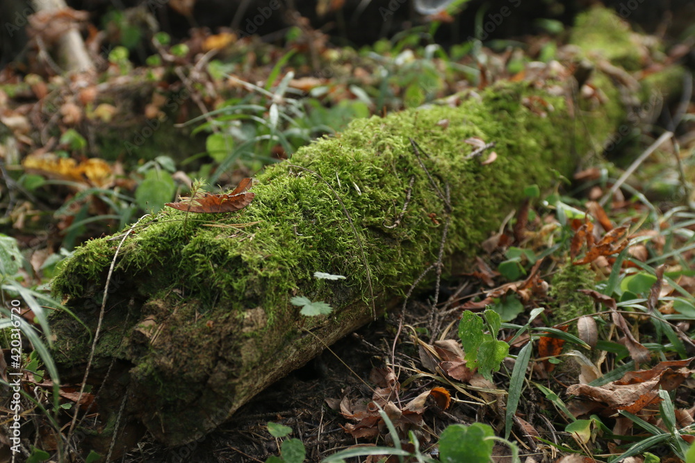 the trunk of a fallen tree in the forest in summer the trunk of a fallen tree in the forest in summer