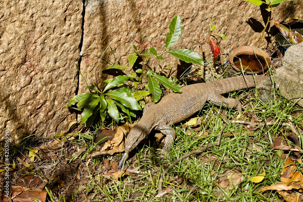 Land monitor lizard (thalagoya) crawling on grass, Sri Lanka Land monitor lizard (thalagoya) crawling on grass, Sri Lanka