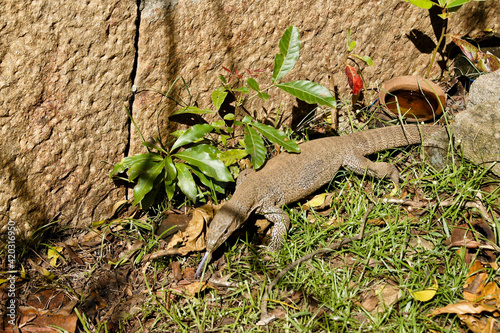 Land monitor lizard (thalagoya) crawling on grass, Sri Lanka photo
