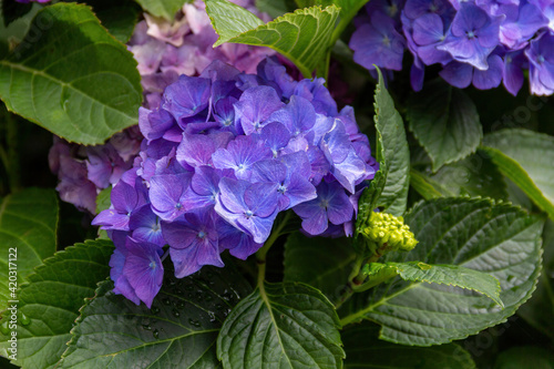 Violet Hydrangea blossom on a background of green leaves. Hortensia flowers light bouquet close up, soft selective focus