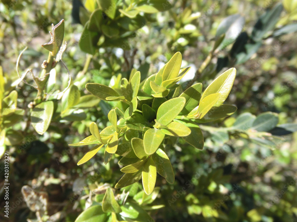 Green succulent plant background in rays of sunlight.