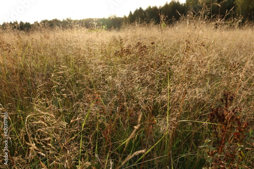 dry tall grass on the field. forest in the background. autumn, Russia