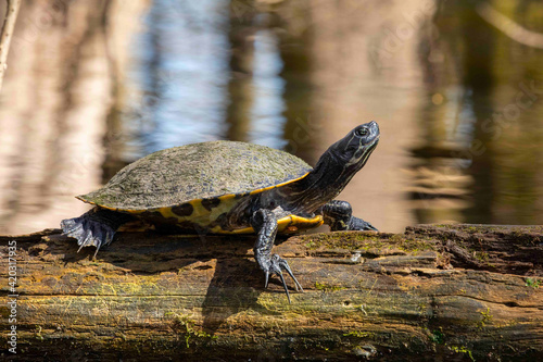 Yellow Bellied Slider Perched on a Cypress Stump photo