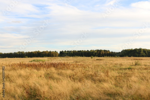 dry tall grass on the field. forest in the background. autumn, Russia