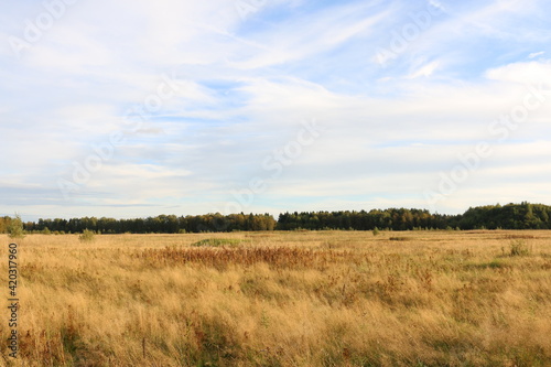 dry tall grass on the field. forest in the background. autumn  Russia