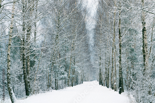 Snowy winter birch forest in the early morning