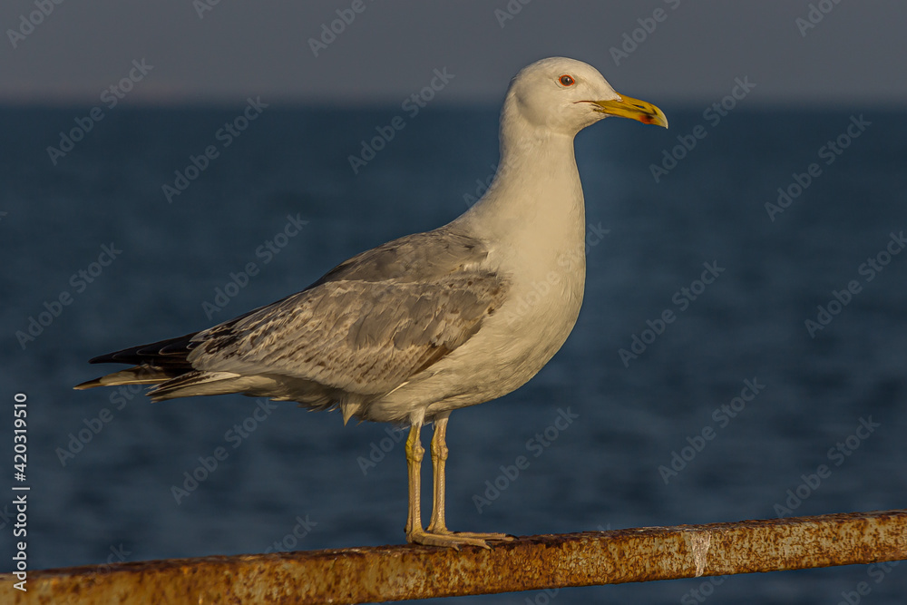 Fototapeta premium Portrait of a gull or seagull standing on a seaside railing at golden hour near the ocean at sunset or sunrise with water on the horizon. It's Caspian gull (Larus cachinnans).