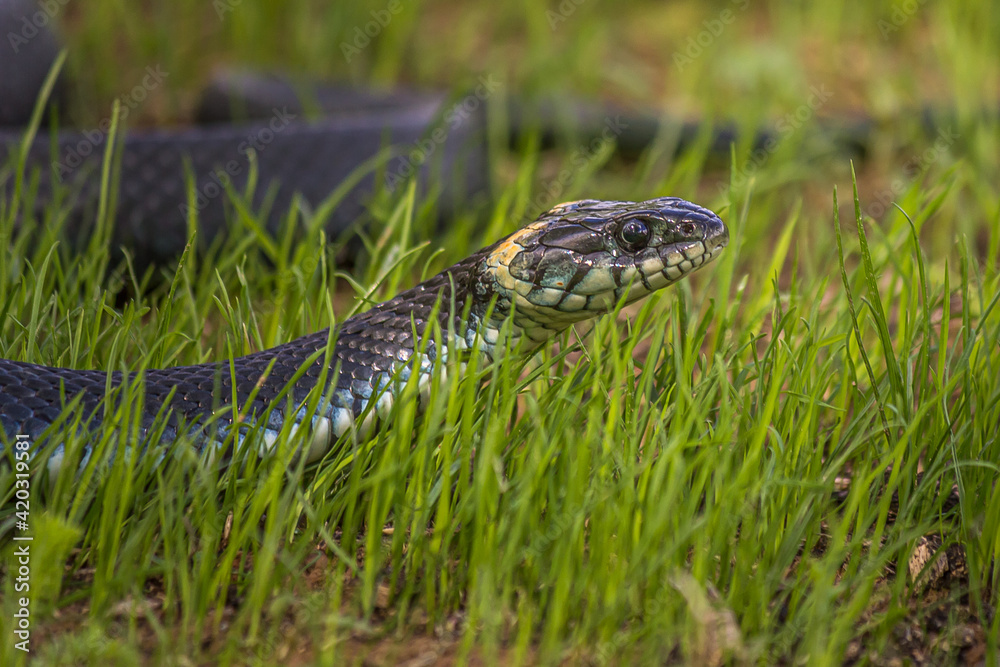 A non-venomous snake crawls in the low green grass and looks around carefully. It's Natrix natrix (grass, ringed or water snake). It's often found near water and feeds on amphibians. A non-venomous snake crawls in the low green grass and looks around carefully. It's Natrix natrix (grass, ringed or water snake). It's often found near water and feeds on amphibians.