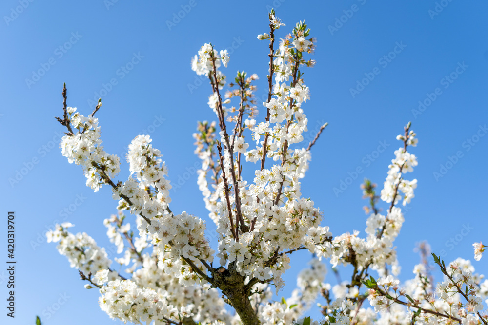Beautiful spring almond blossoms with white flower on a blue sky background. World Mother Earth Day. Blooming and flowering almond tree meaning spring time concept Beautiful spring almond blossoms with white flower on a blue sky background. World Mother Earth Day. Blooming and flowering almond tree meaning spring time concept