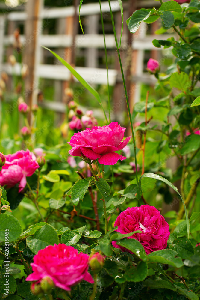 Rose flowers in the village garden by the fence
