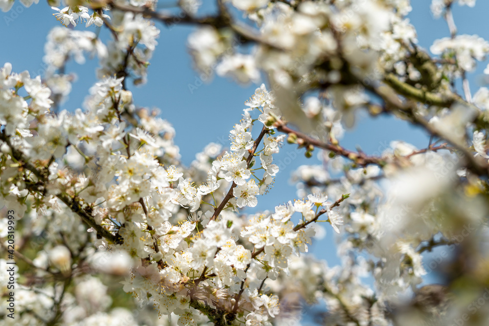 Beautiful spring almond blossoms with white flower on a blue sky background. Blooming and flowering almond tree meaning spring time concept Beautiful spring almond blossoms with white flower on a blue sky background. Blooming and flowering almond tree meaning spring time concept