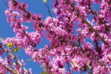 Blooming branches of pink acacia on a background of blue sky. Spring floral natural background concept. Copy space