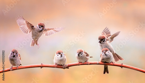 small funny birds and chicks sitting on branches in a sunny spring garden