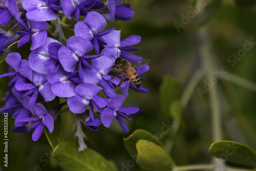 Bee on purple flowers of Texas Mountain Laurel in Tucson  Arizona  United States