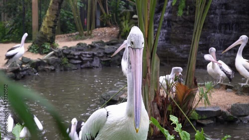 Many white-black pelicans swim in the pond, some of them clean their feathers. Bali, Indonesia.