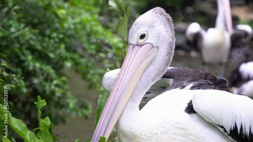 Close-up of a beautiful white and black pelican that spreads its wings near the pond. Bali, Indonesia.